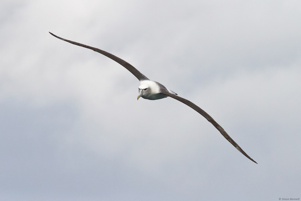Shy Albatross