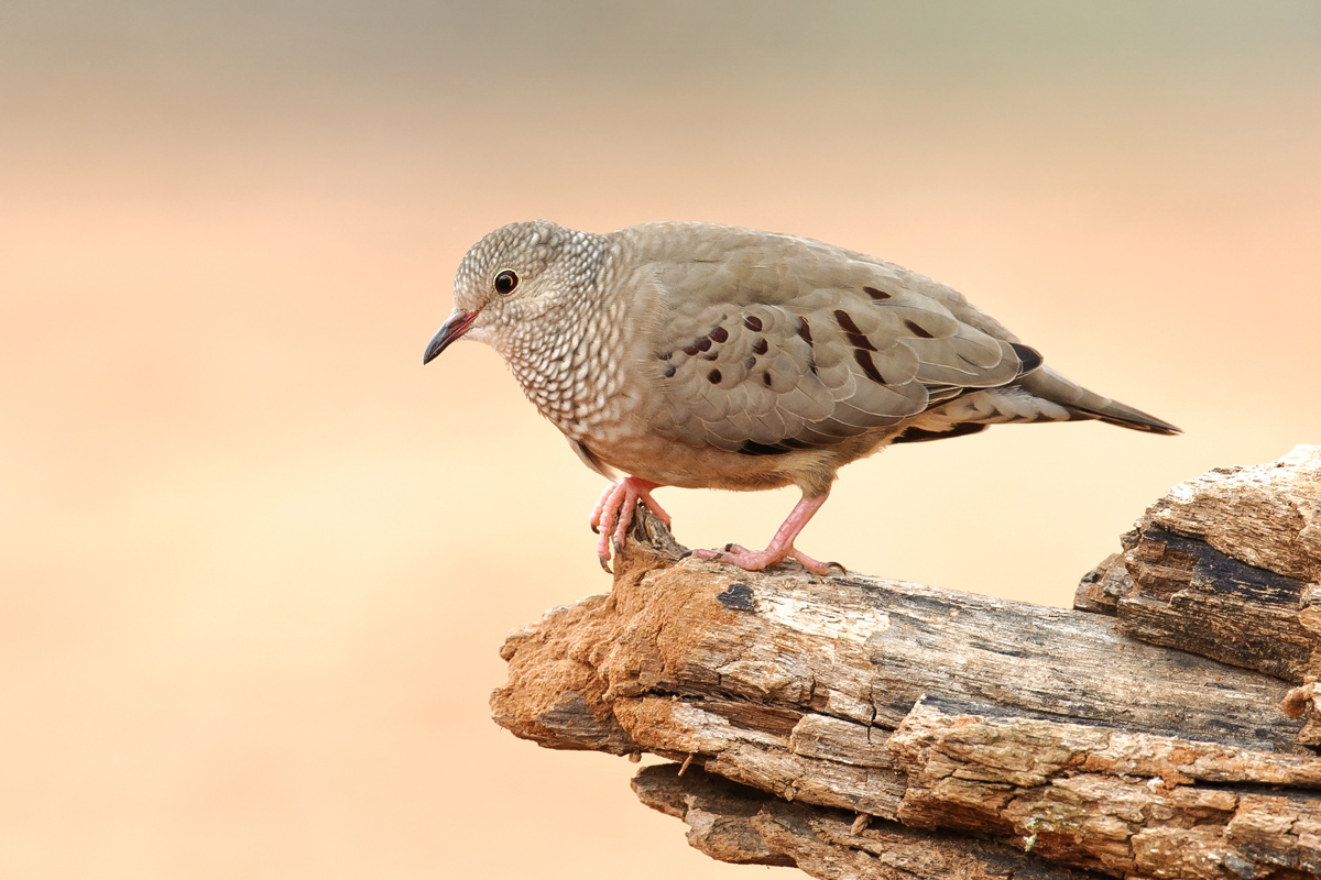 Ground Dove
