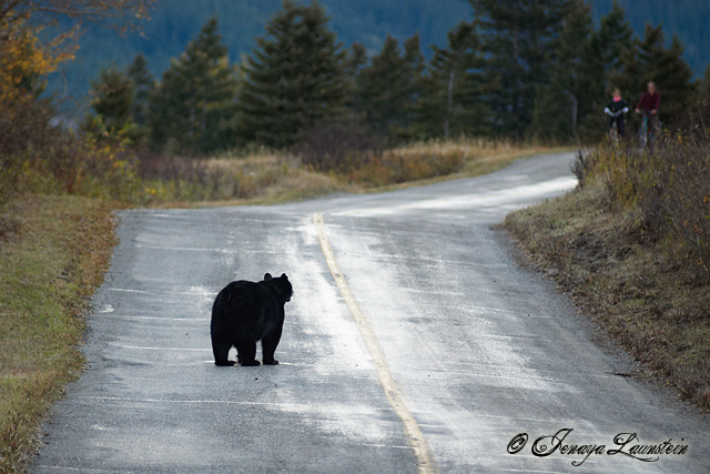 Cyclists and a Bear