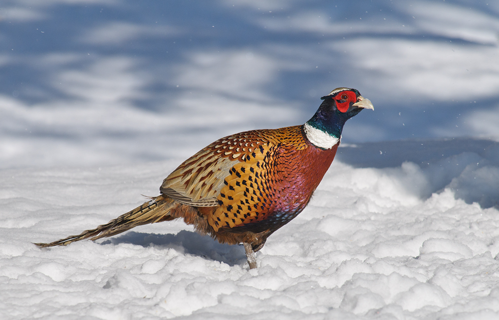Exquisite bird