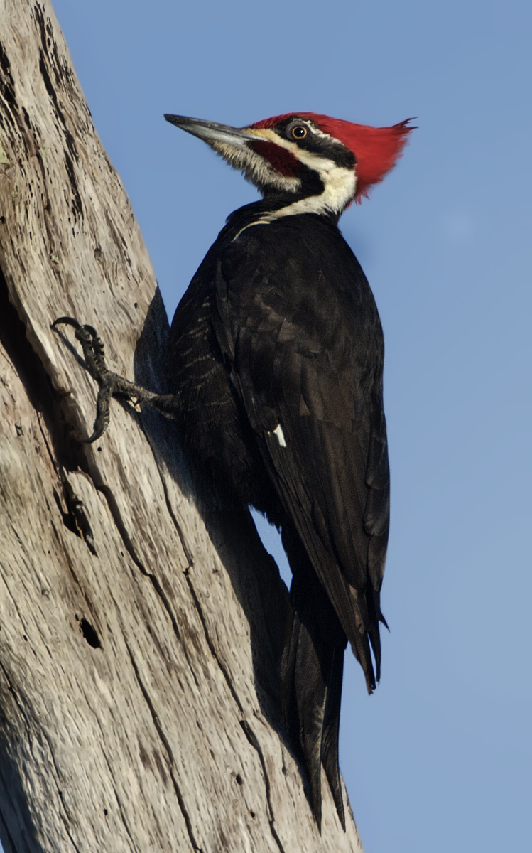 Woodpecker