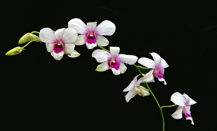Orchids
