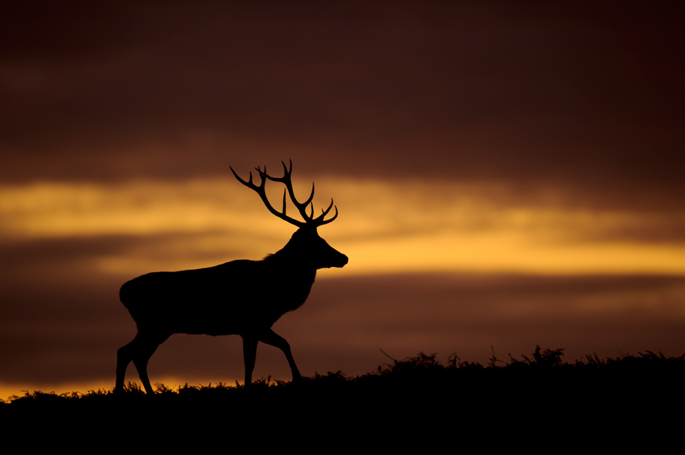 Red deer at sunrise