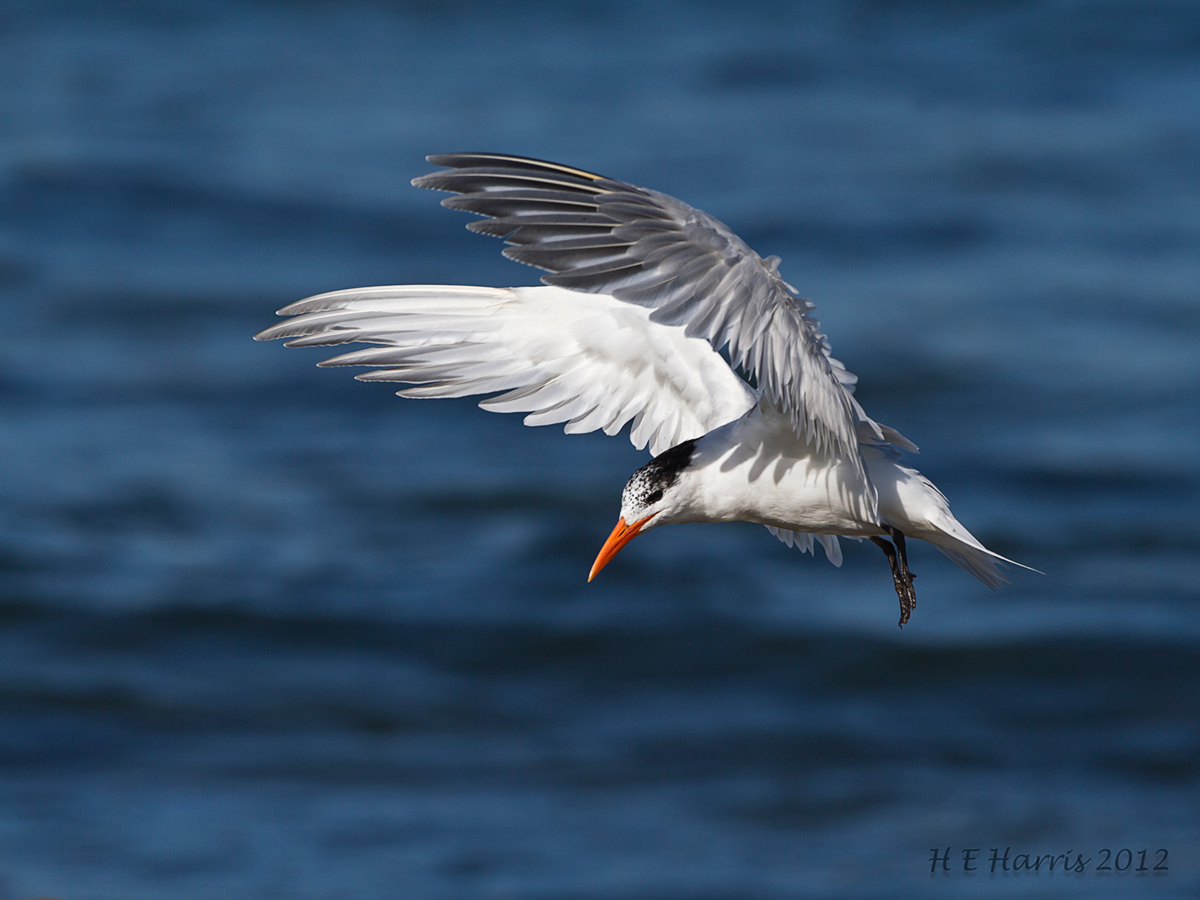 Caspian Tern ?