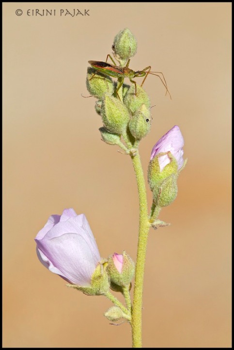 Assassin on Globemallow