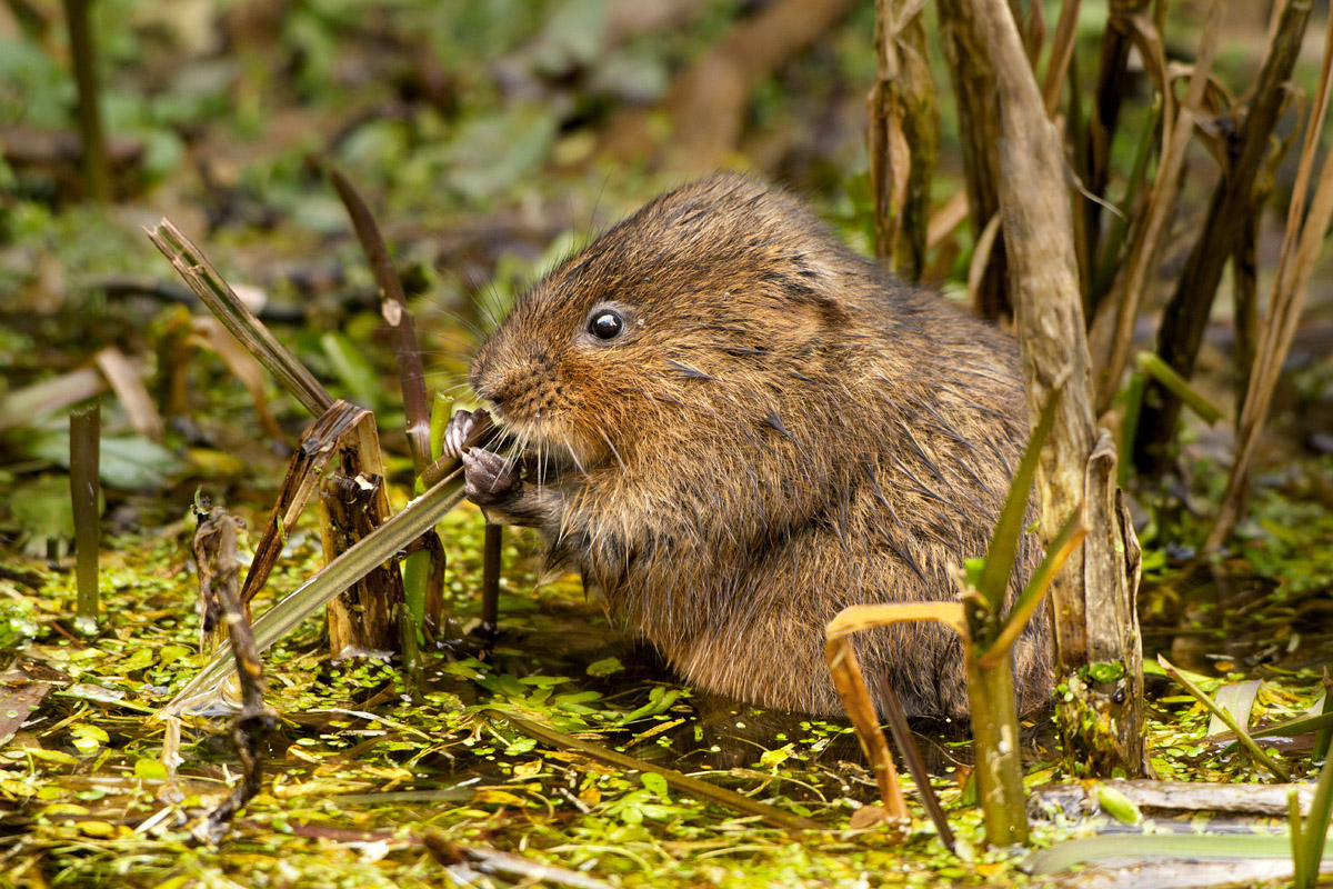 WATER VOLE