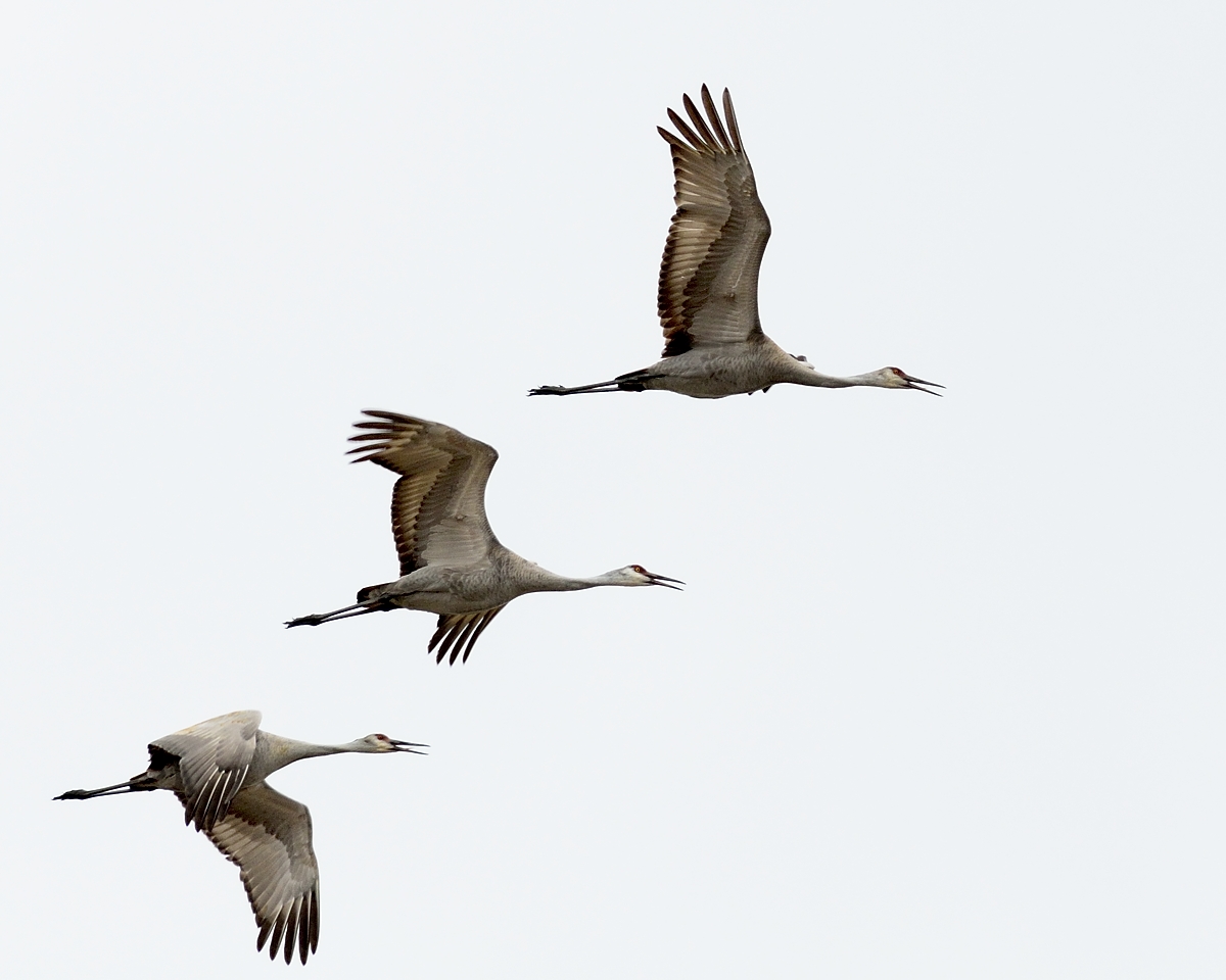 Sandhill Cranes