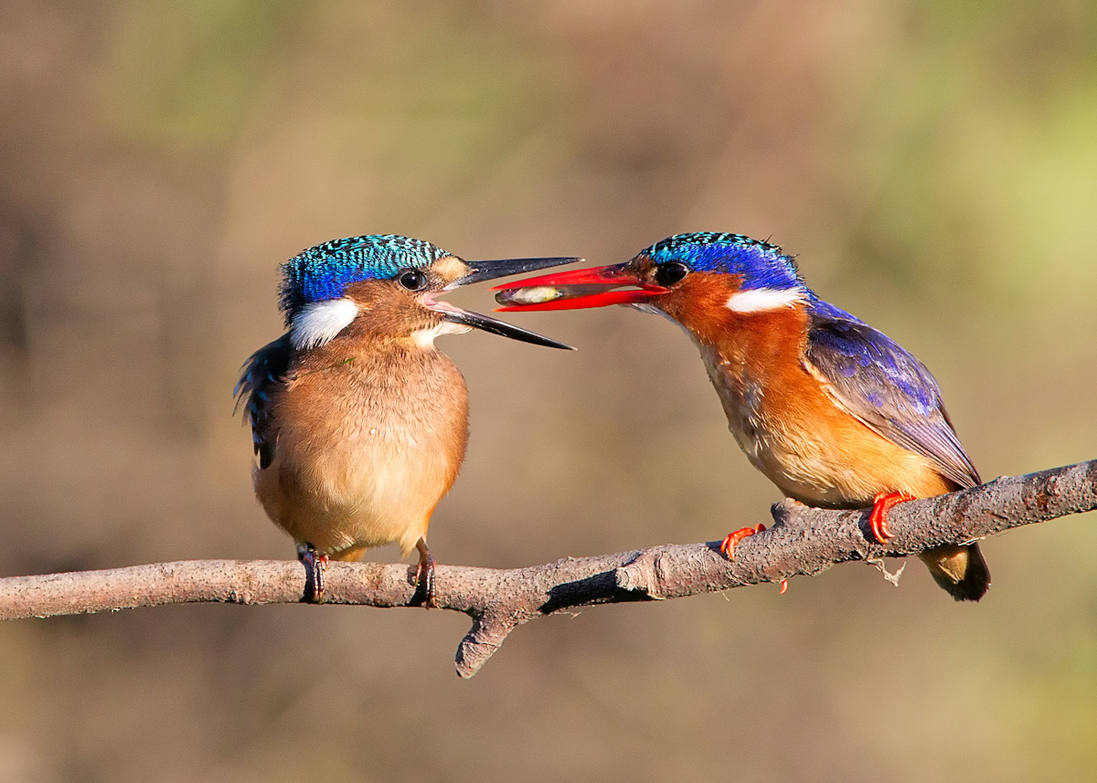 Feeding time