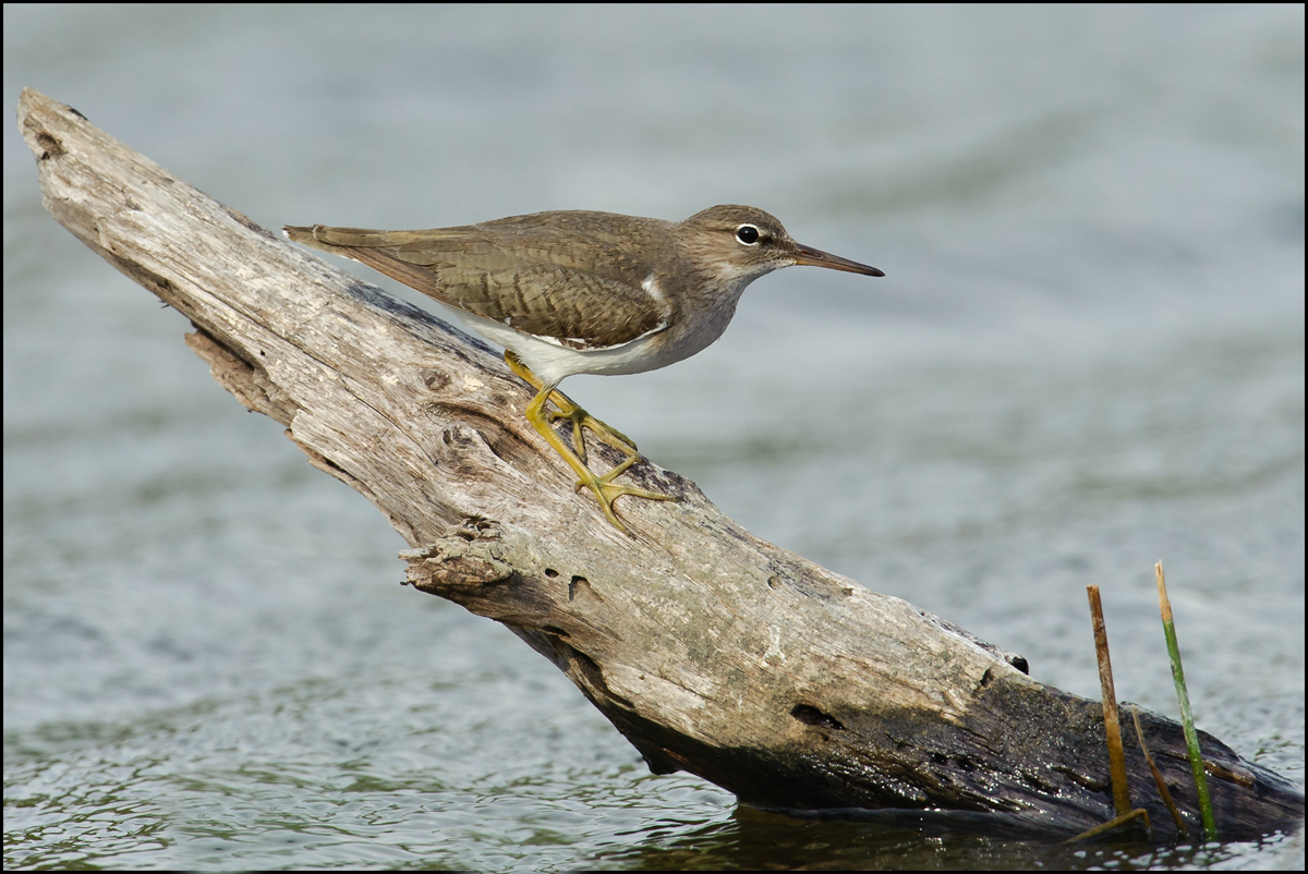 Spotted Sandpiper