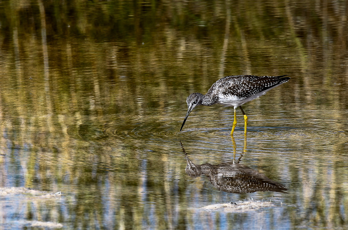 Lesser Yellow LegFeeding