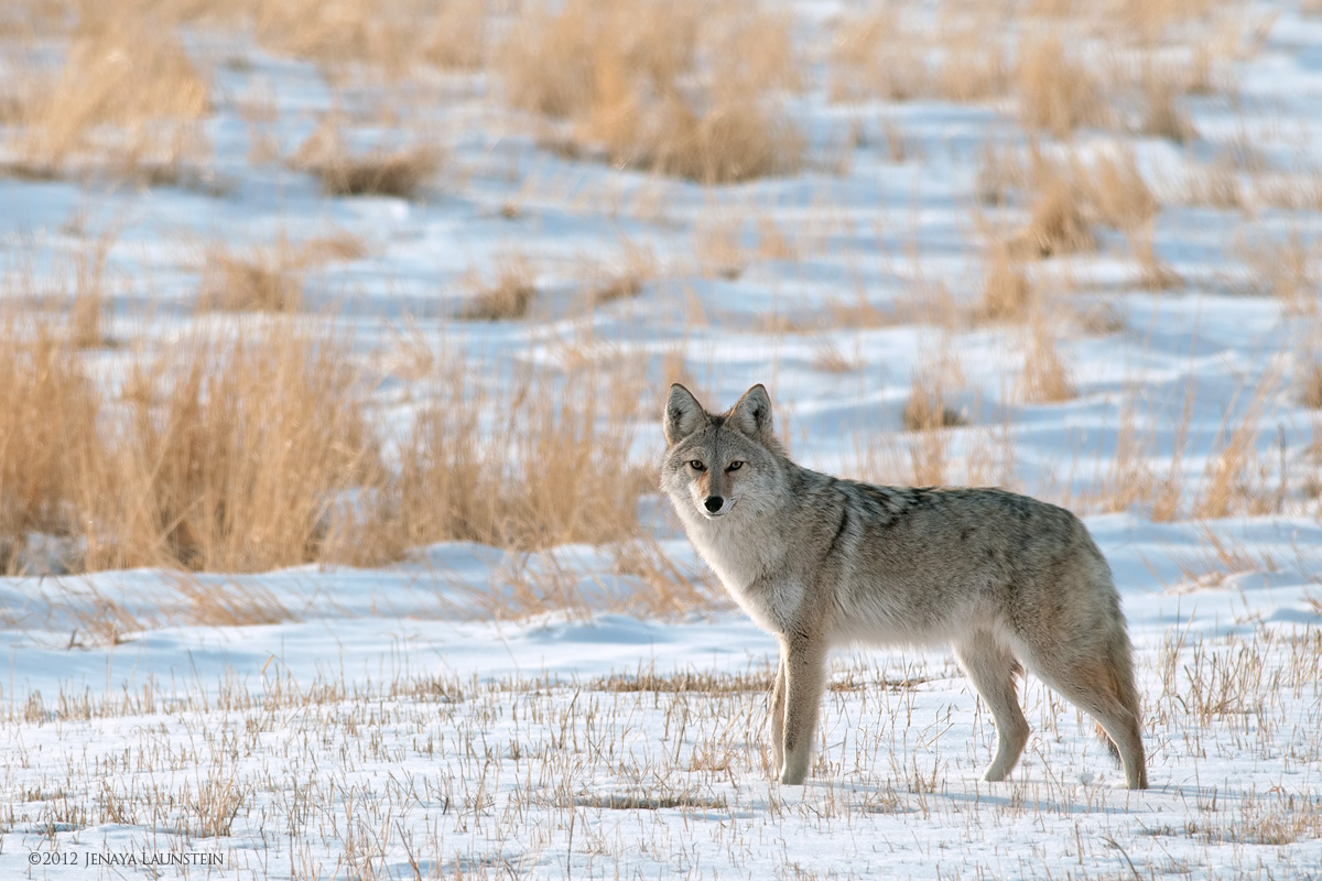 Winter Coyote