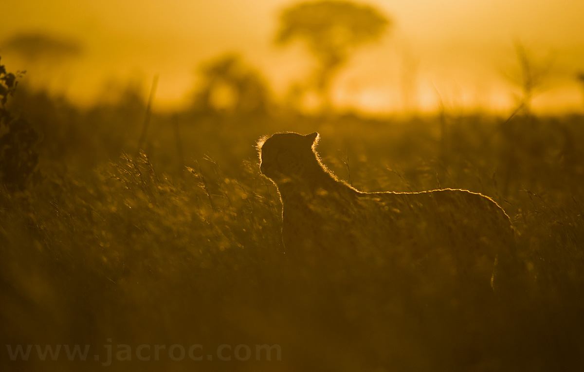 Cheetah Dawn