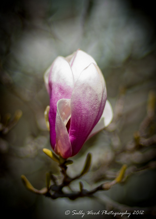 Delicate Mystery!