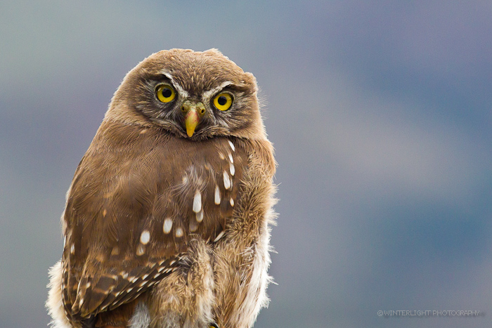 Pygmy Owl