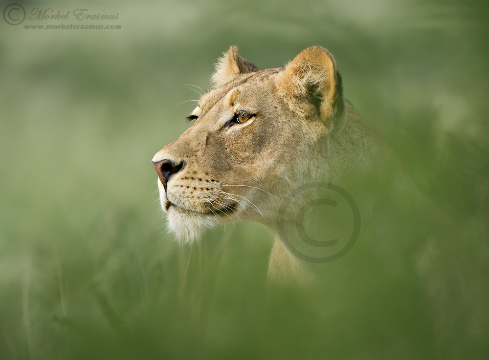 Emerging Lioness