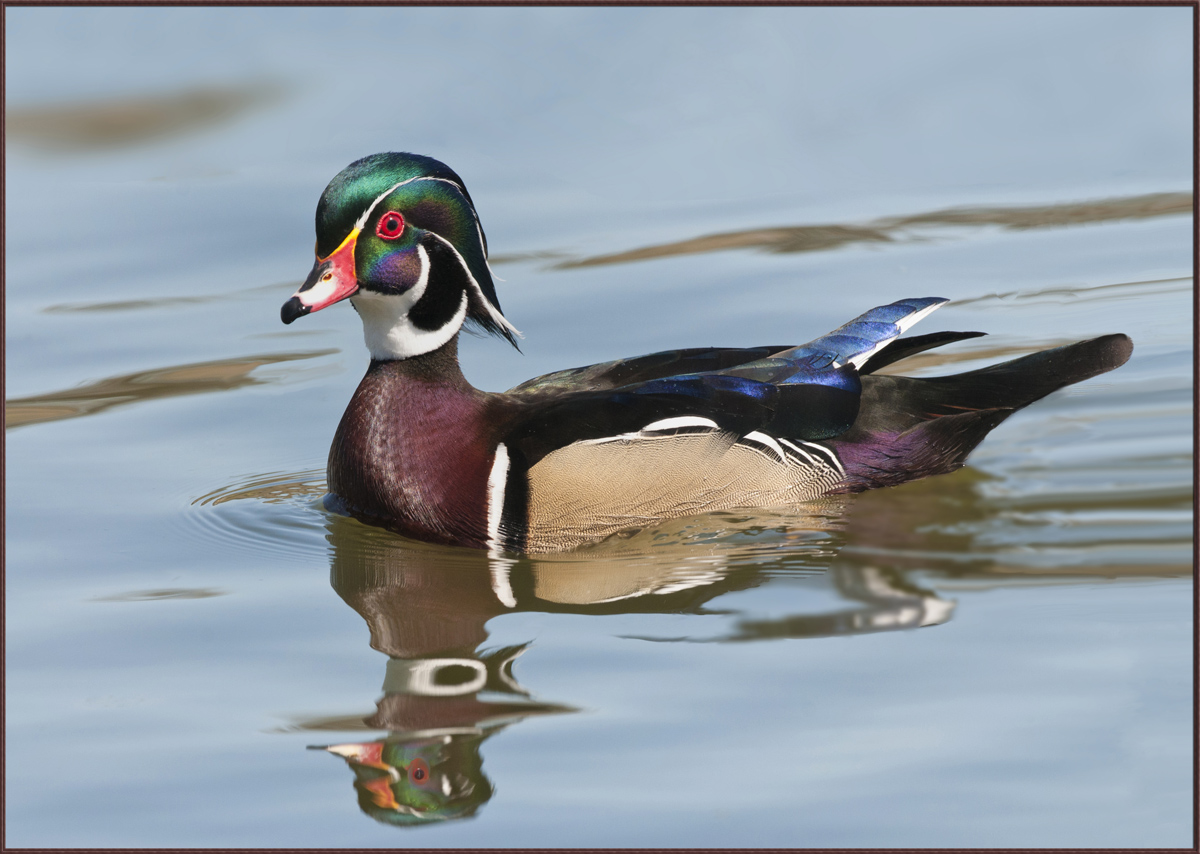 Wood Duck