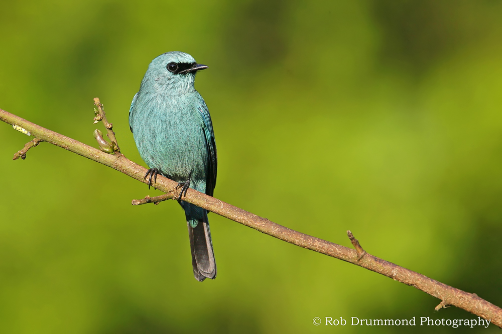 Verditer Flycatcher #2