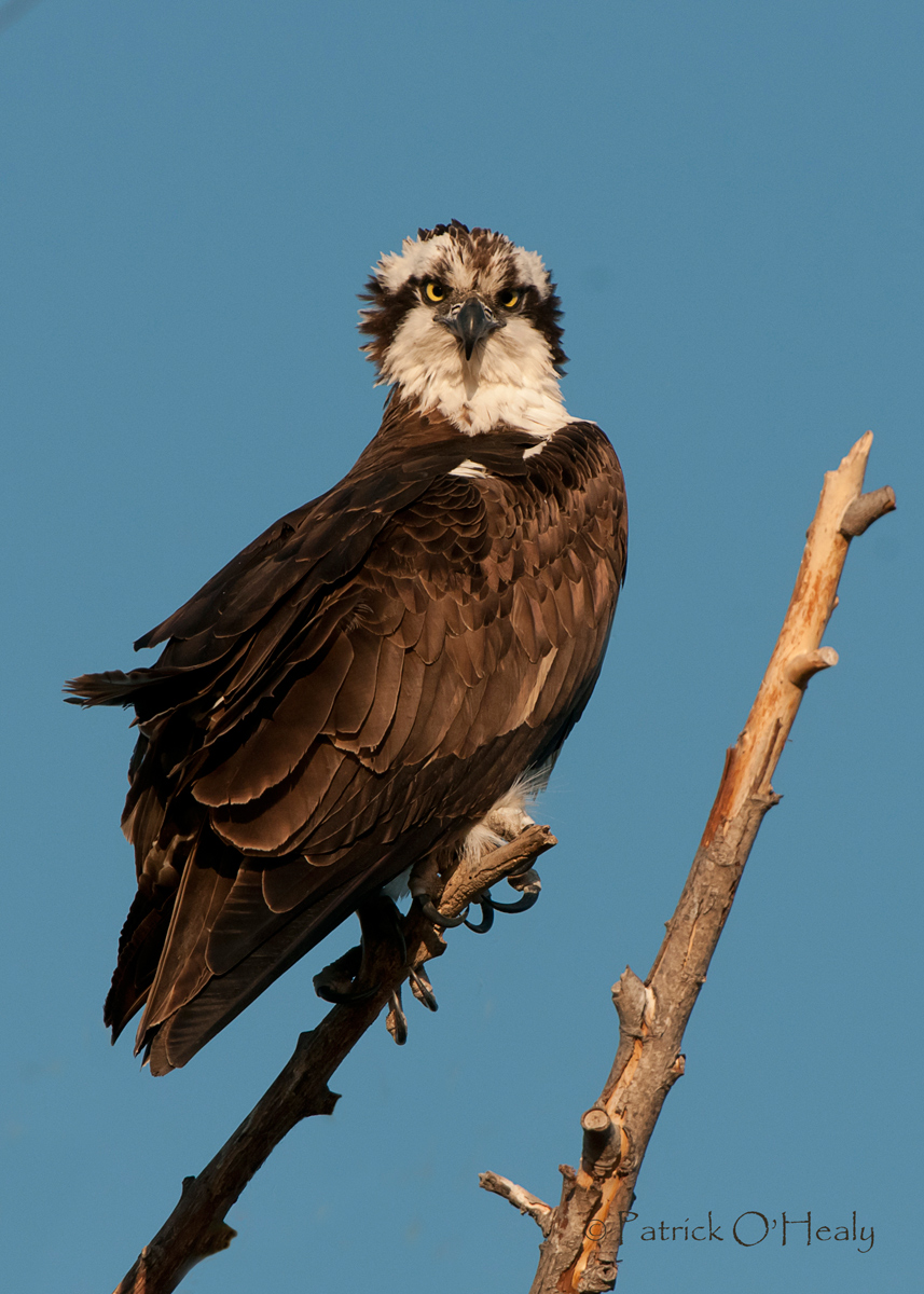 Osprey Intensity