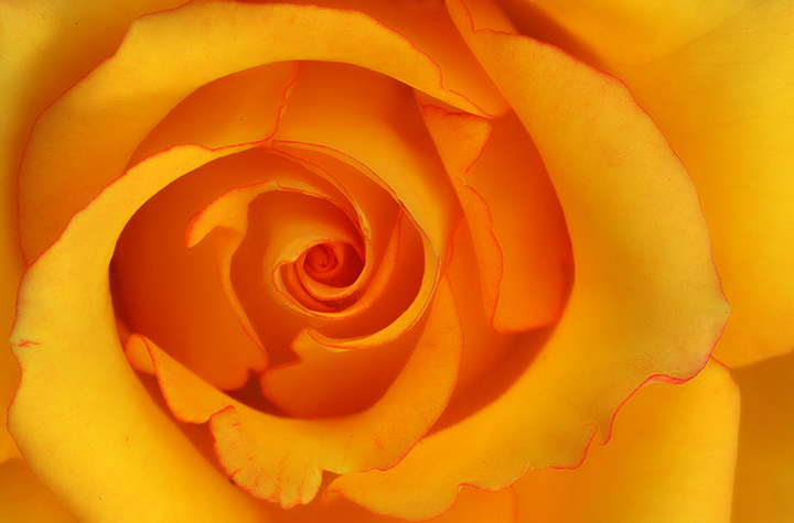 Curvy Rose :)