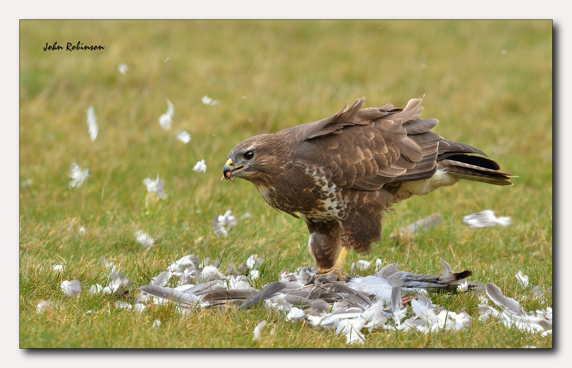 Buzzard Bonus