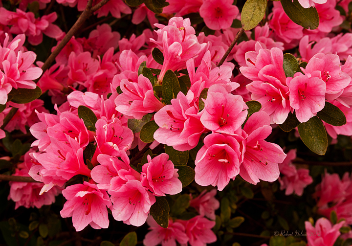 Azaleas-1