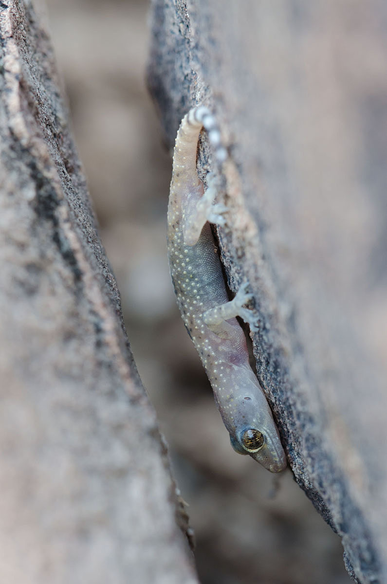 Mediterranean Gecko