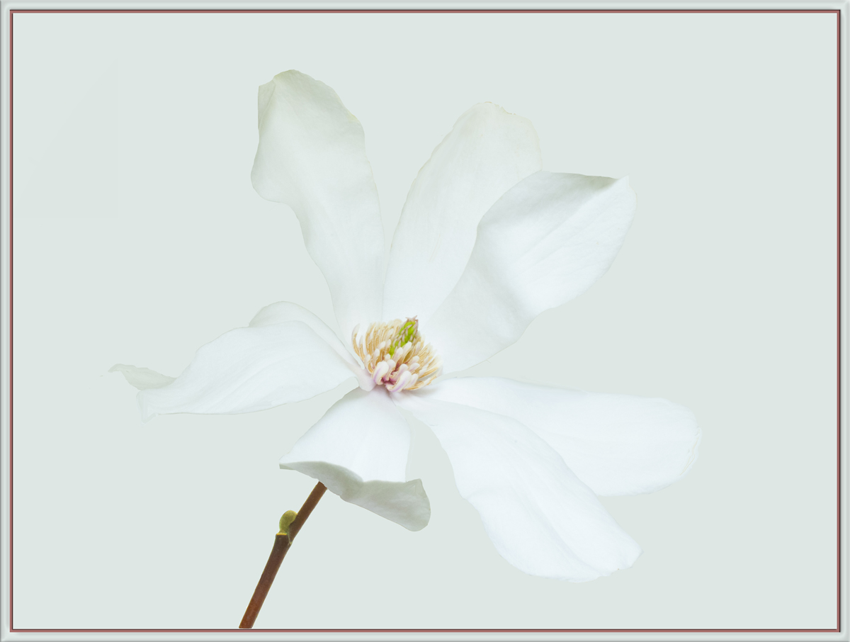 White Magnolia
