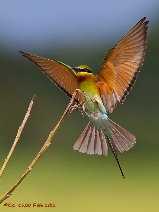 Avian - 2nd HM