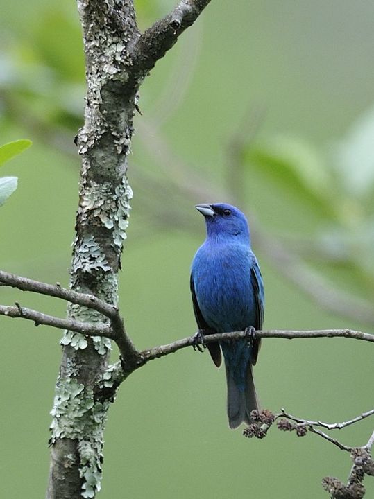 Indigo Bunting