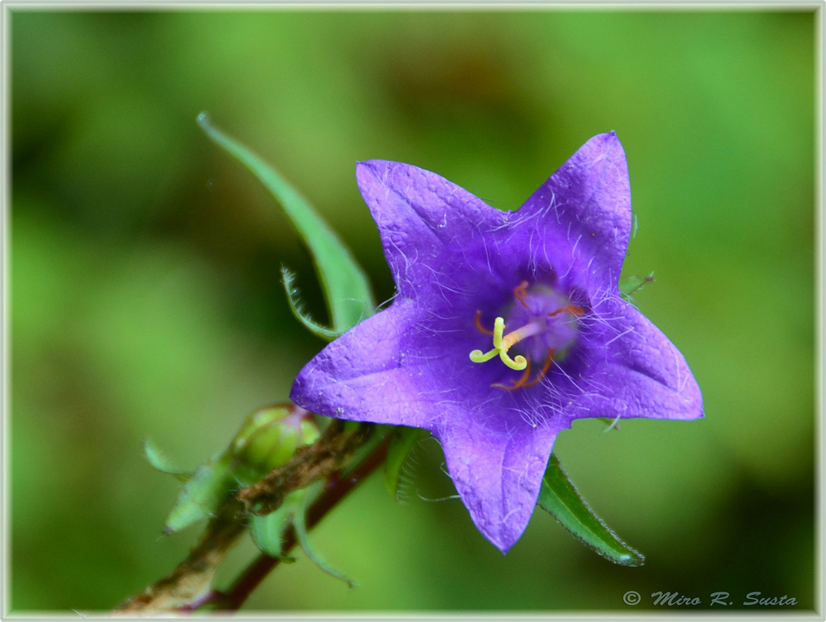 Clustered Bellflower 
