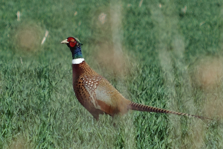 Pheasant