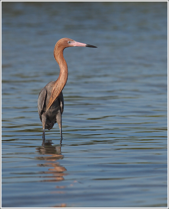 Reddish Egret