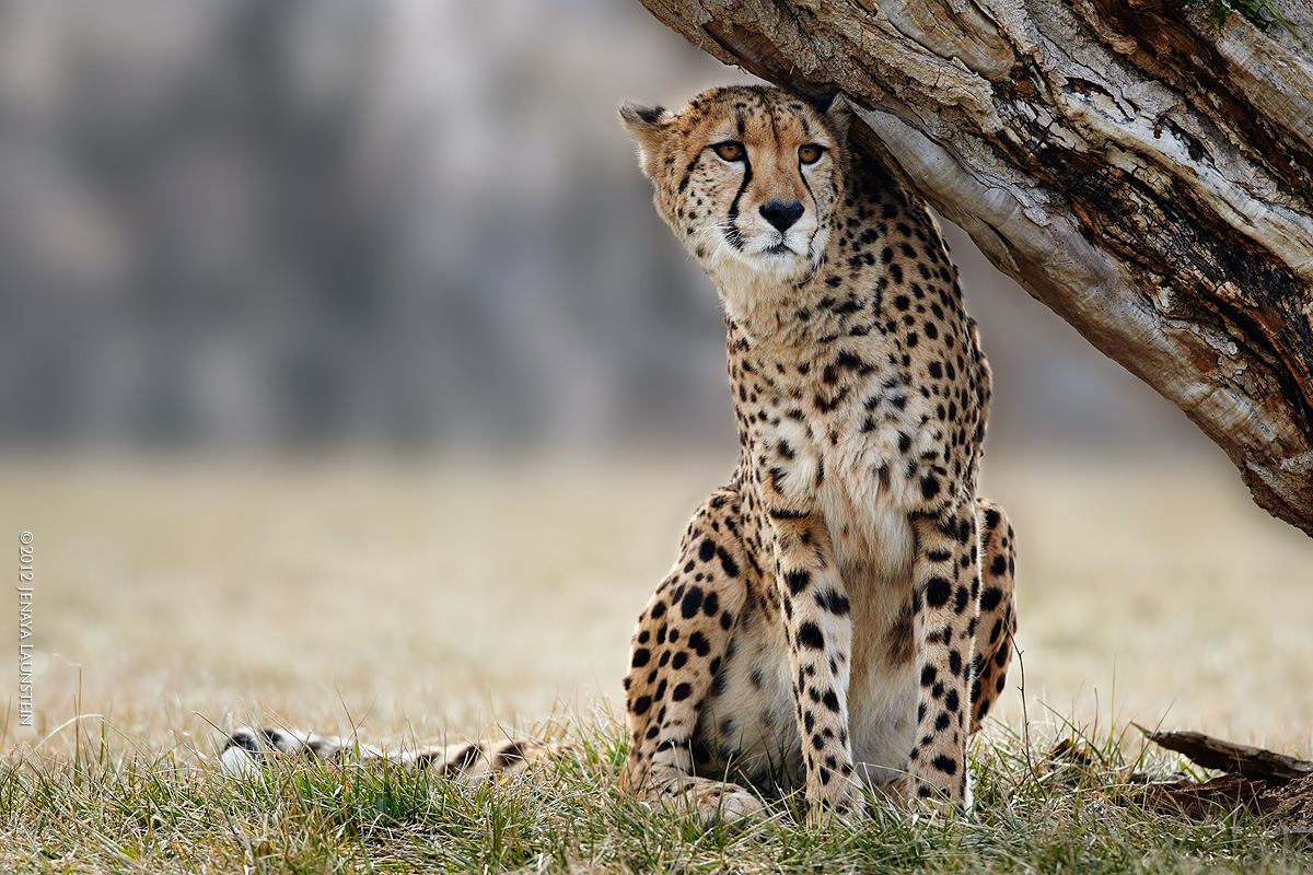 Cheetah (c)