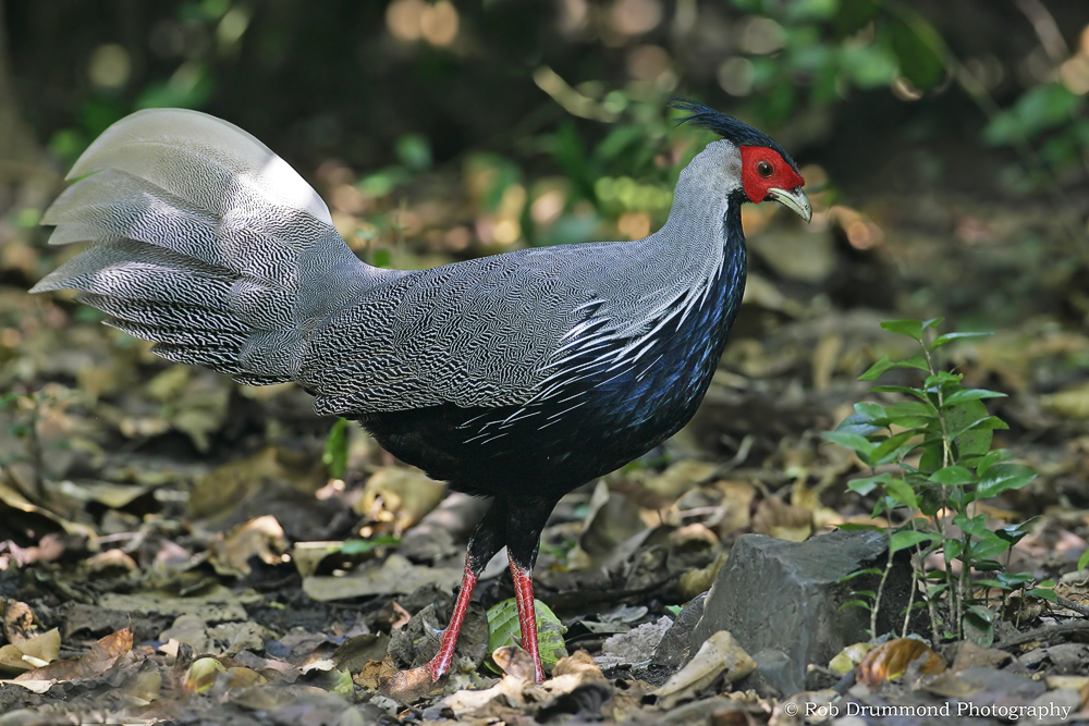 Silver Pheasant