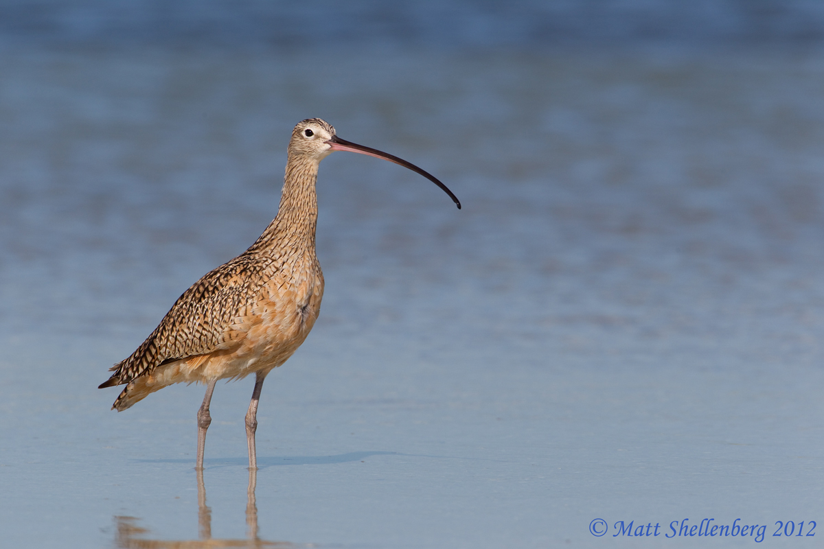 Long-billed Curlew