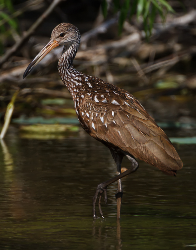 Limpkin