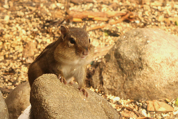 Eastern Chipmunk+repost