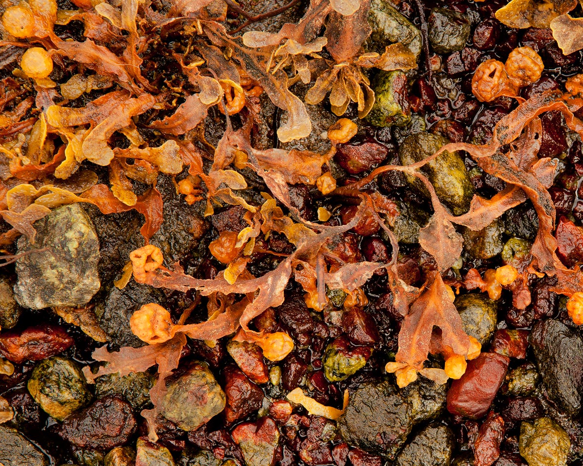 Seaweed Pebble Network