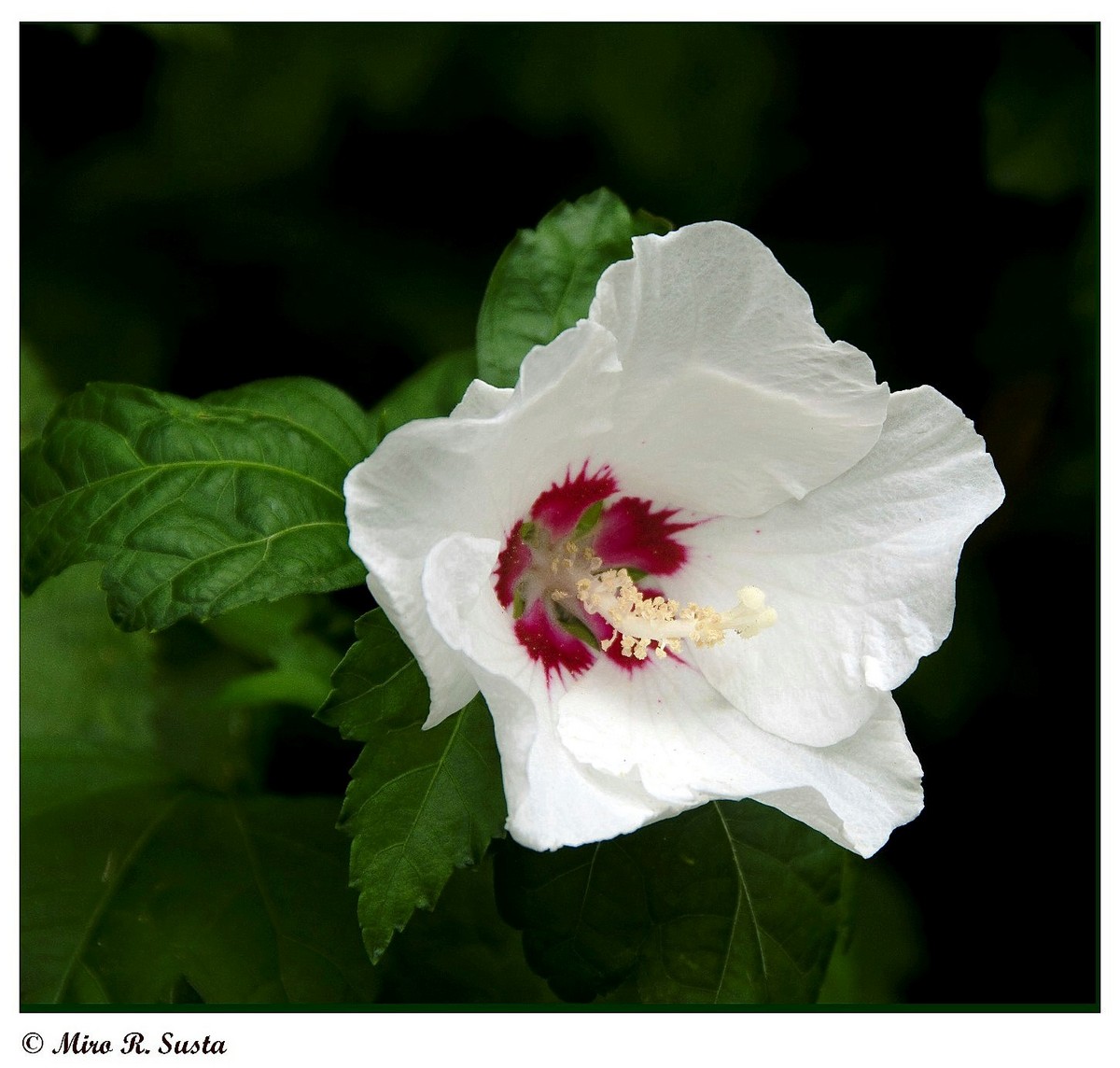 White Hibiscus