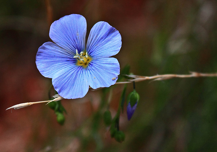 Blue Flax