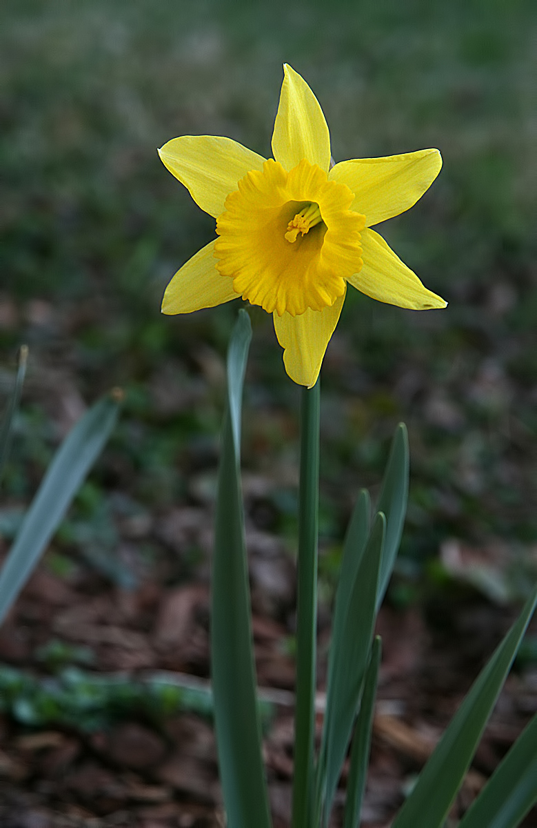 First Daffodil