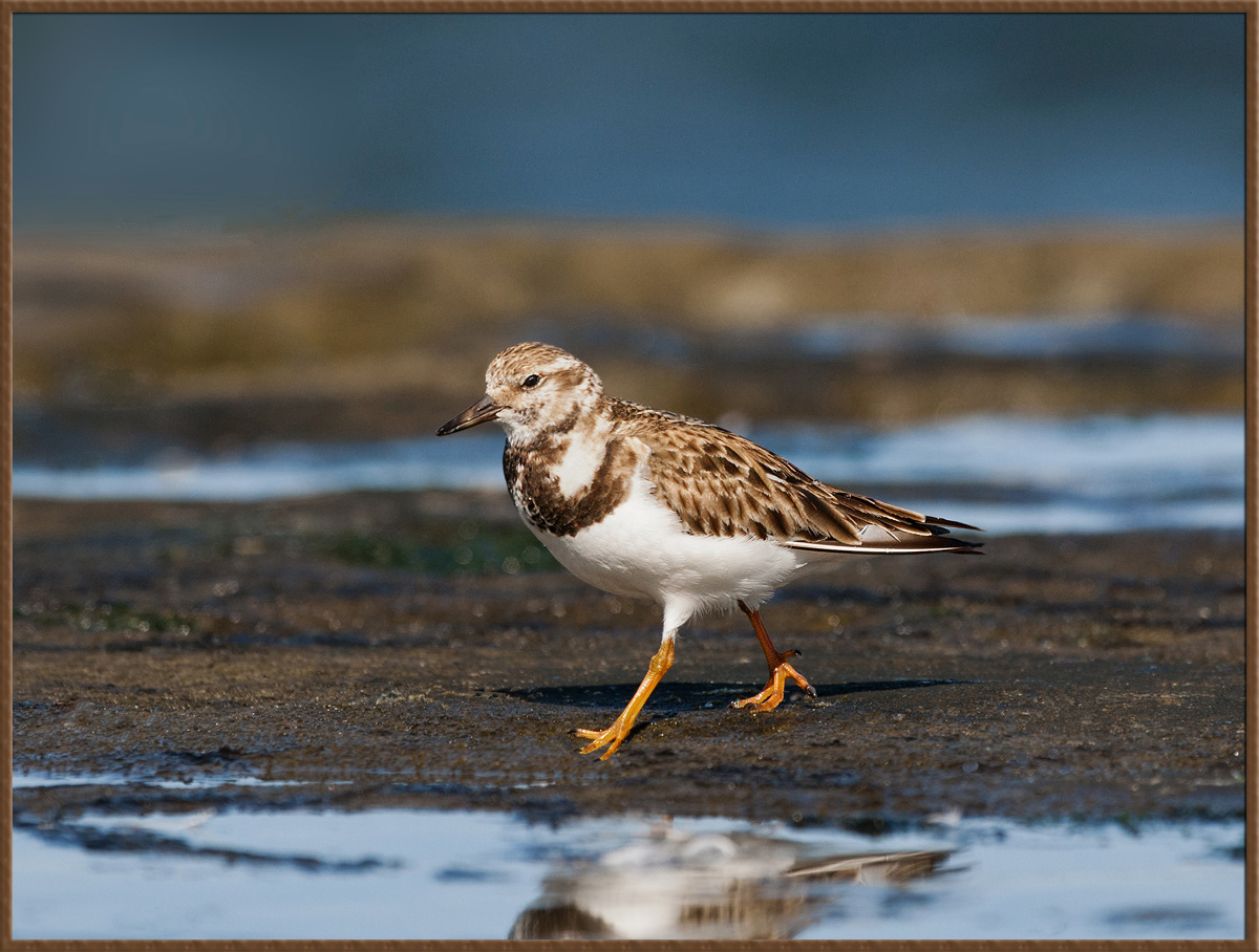 Turnstone