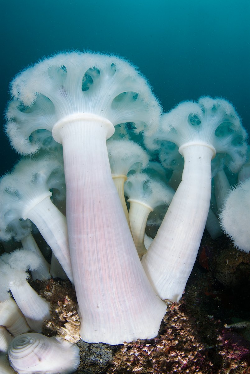 Metridium farcimen