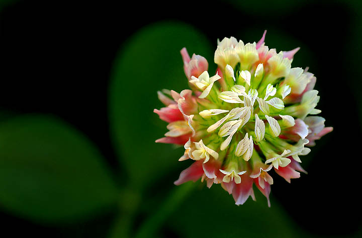 Wild Clover
