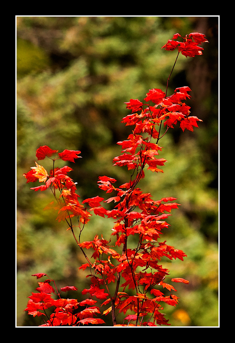 Last Fall