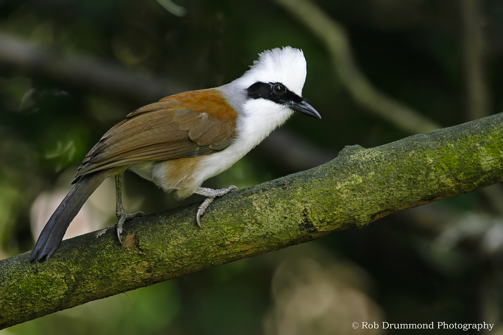 Laughingthrush