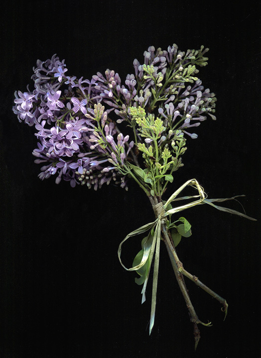 Spring Lilacs
