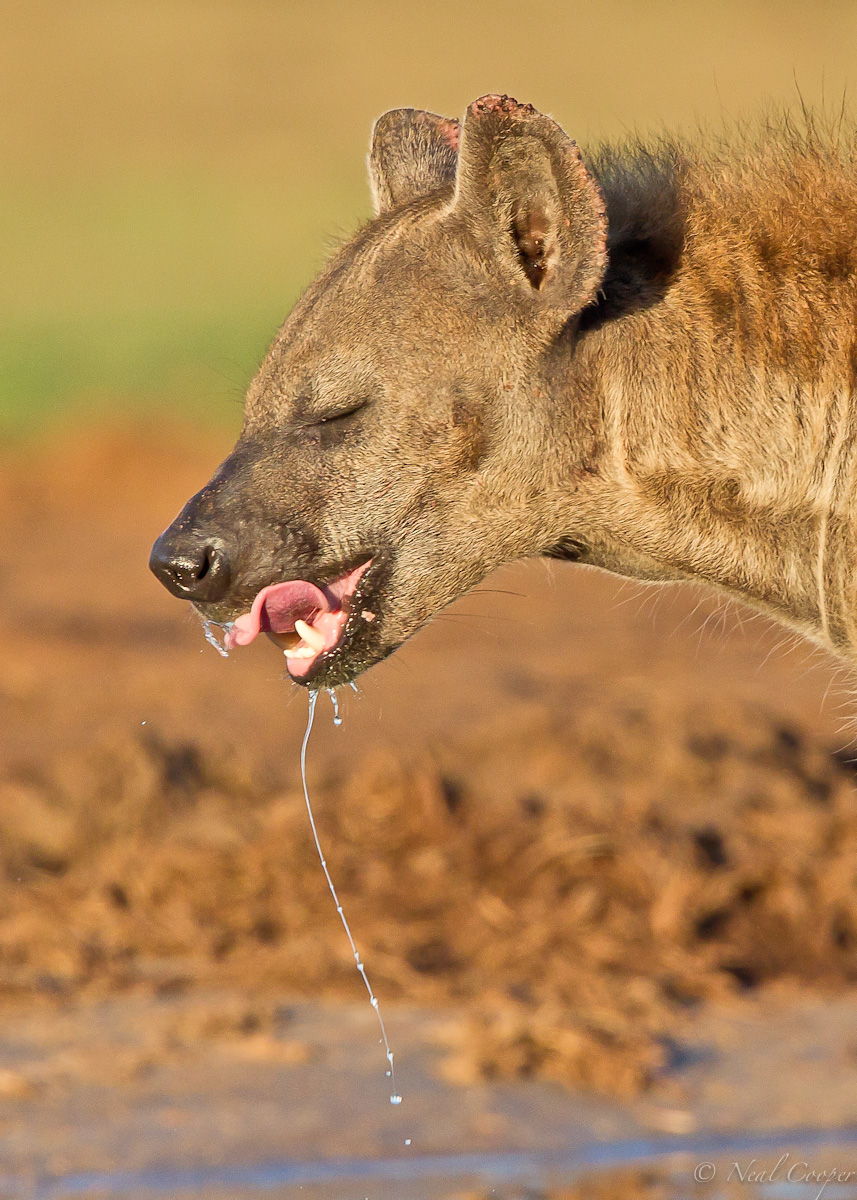 Deep thirst