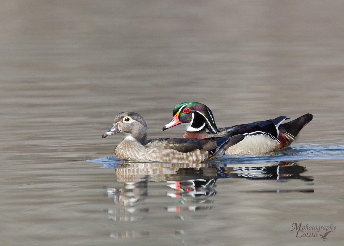 Wood Duck Pair