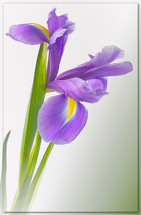 Iris Plumes